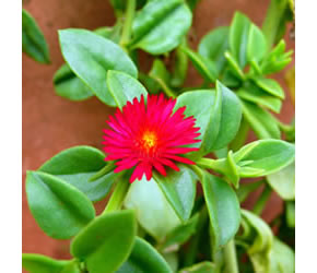 A pink flower with lush green leaves in front of a wall