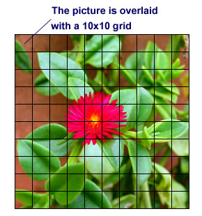 Flower image overlaid with a 10x10 grid.